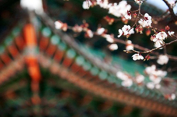 포토 JPG 주간 나무 식물 전통 건축물 계절 꽃 전통문화 고건축 한국건축 봄꽃 한국 풍경 사람없음 야외 건물 아웃포커스 동양건축 봄풍경 봄 궁전 문화재 벚꽃 나뭇가지 단청 창경궁 국내포토 자연요소 건축 아시아 문화 촬영기법 파일형식 동양