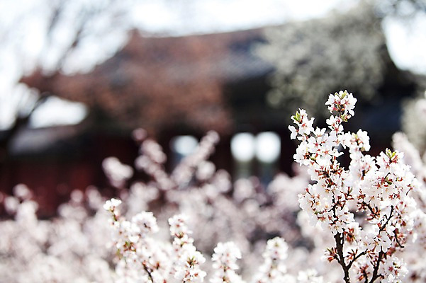 포토 JPG 주간 나무 식물 전통 건축물 계절 꽃 전통문화 고건축 한국건축 봄꽃 자연 하늘 한국 풍경 사람없음 야외 건물 아웃포커스 동양건축 봄풍경 봄 궁전 문화재 벚꽃 나뭇가지 창경궁 국내포토 자연요소 건축 아시아 문화 촬영기법 생태계 파일형식 동양