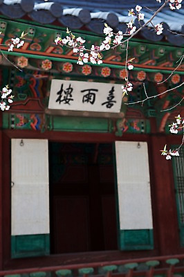 포토 JPG 주간 나무 식물 전통 건축물 계절 꽃 전통문화 고건축 한국건축 봄꽃 한국 풍경 사람없음 야외 건물 아웃포커스 문 동양건축 봄풍경 봄 궁전 문화재 벚꽃 나뭇가지 창경궁 현판 국내포토 자연요소 건축 아시아 문화 촬영기법 파일형식 동양