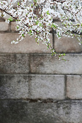 포토 JPG 주간 나무 식물 계절 꽃 백그라운드 봄꽃 자연 한국 꽃나무 풍경 사람없음 야외 아웃포커스 담장 봄풍경 봄 궁전 벚꽃 나뭇가지 벚나무 창경궁 국내포토 자연요소 아시아 고건축 촬영기법 생태계 파일형식