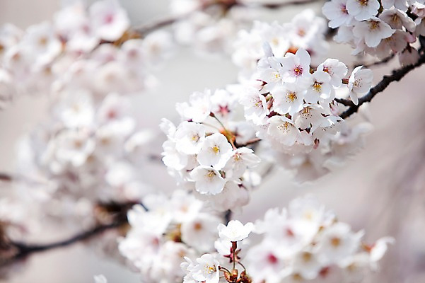 포토 JPG 주간 나무 식물 계절 꽃 여러송이 다수 봄꽃 자연 꽃나무 풍경 사람없음 야외 아웃포커스 봄풍경 봄 벚꽃 나뭇가지 개화 벚나무 안양천 국내포토 자연요소 촬영기법 생태계 안양 파일형식