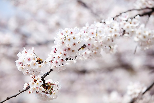 포토 JPG 주간 나무 식물 계절 꽃 여러송이 다수 봄꽃 자연 꽃나무 풍경 사람없음 야외 아웃포커스 봄풍경 봄 벚꽃 나뭇가지 개화 벚나무 안양천 국내포토 자연요소 촬영기법 생태계 안양 파일형식