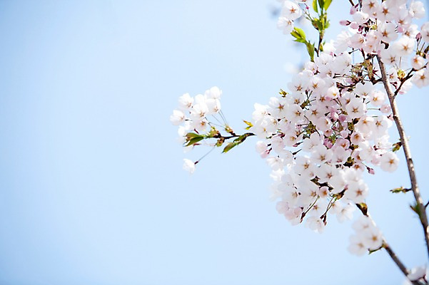 포토 JPG 주간 나무 식물 계절 꽃 여러송이 백그라운드 봄꽃 자연 하늘 꽃나무 풍경 사람없음 야외 맑음 봄풍경 봄 벚꽃 나뭇가지 개화 벚나무 안양천 국내포토 자연요소 다수 날씨 생태계 안양 파일형식