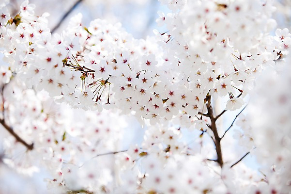 포토 JPG 주간 나무 식물 계절 꽃 여러송이 다수 백그라운드 봄꽃 자연 꽃나무 풍경 사람없음 야외 아웃포커스 봄풍경 봄 벚꽃 나뭇가지 개화 벚나무 안양천 국내포토 자연요소 촬영기법 생태계 안양 파일형식