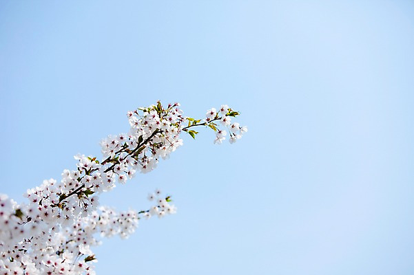포토 JPG 주간 나무 식물 계절 꽃 여러송이 백그라운드 봄꽃 자연 하늘 꽃나무 풍경 사람없음 야외 맑음 봄풍경 봄 벚꽃 나뭇가지 개화 벚나무 안양천 국내포토 자연요소 다수 날씨 생태계 안양 파일형식