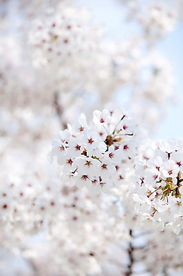 포토 JPG 주간 나무 식물 계절 꽃 여러송이 다수 백그라운드 봄꽃 자연 꽃나무 풍경 사람없음 야외 아웃포커스 봄풍경 봄 벚꽃 나뭇가지 개화 벚나무 안양천 국내포토 자연요소 촬영기법 생태계 안양 파일형식