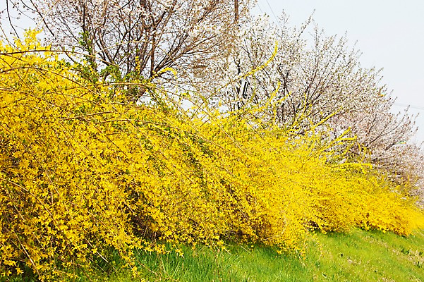 포토 JPG 주간 나무 식물 계절 꽃 컬러 봄꽃 자연 꽃나무 풍경 사람없음 야외 노란색 봄풍경 봄 벚꽃 개나리 안양천 국내포토 자연요소 생태계 안양 파일형식