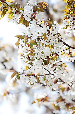 포토 JPG 주간 나무 식물 계절 꽃 여러송이 다수 백그라운드 잎 봄꽃 자연 나뭇잎 꽃나무 풍경 사람없음 야외 아웃포커스 봄풍경 봄 벚꽃 나뭇가지 개화 벚나무 안양천 국내포토 자연요소 촬영기법 생태계 안양 파일형식