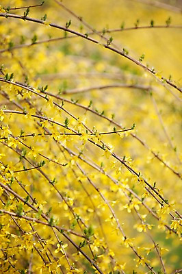 포토 JPG 주간 나무 식물 계절 꽃 컬러 여러송이 백그라운드 봄꽃 자연 꽃나무 풍경 사람없음 야외 아웃포커스 노란색 봄풍경 봄 나뭇가지 개나리 안양천 국내포토 자연요소 다수 촬영기법 생태계 안양 파일형식