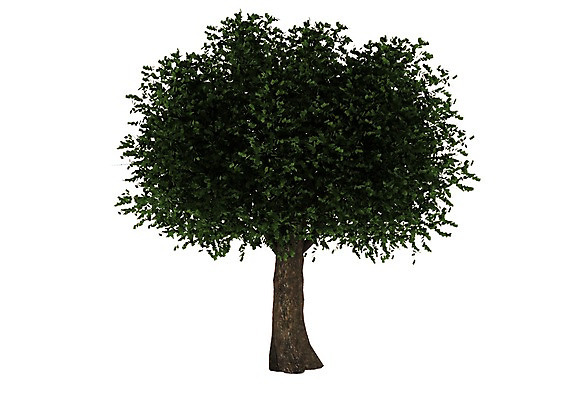 PSD 나무 식물 편집이미지 자연 한그루 사람없음 그래픽 3D소스 3D 환경 입체 편집소스 편집3D 1 디지털합성 생태계 파일형식