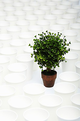 포토 JPG 스튜디오촬영 나무 식물 화분 백그라운드 자연 실내 사람없음 초록색 자연보호 환경 그린캠페인 여러개 재활용 에너지 환경오염 오염 보호 종이컵 사회이슈 환경보전 일렬 국내포토 캠페인 컬러 다수 컨셉 내부 컵 일회용 친환경 생태계 파일형식