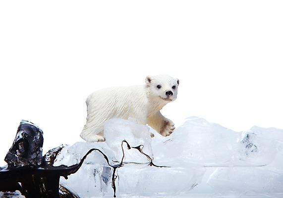 포토 JPG 스튜디오촬영 모양 동물 한마리 곰 실내 누끼 사람없음 모형 자연보호 환경 그린캠페인 얼음 미니어처 흐름 표현 액체 환경오염 오염 보호 사회이슈 환경보전 북극곰 백곰 번짐 지구온난화 동물모형 국내포토 자연요소 1 캠페인 컨셉 포유류 자연 내부 기후변화 파일형식 효과