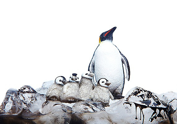 포토 JPG 스튜디오촬영 모양 동물 여러마리 실내 누끼 사람없음 모형 자연보호 환경 그린캠페인 얼음 미니어처 흐름 표현 액체 환경오염 오염 보호 사회이슈 환경보전 펭귄 번짐 지구온난화 동물모형 국내포토 자연요소 캠페인 다수 컨셉 자연 조류 내부 기후변화 파일형식 효과