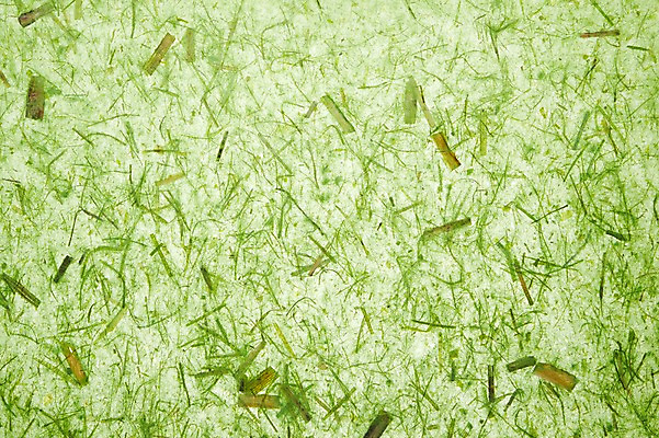 포토 JPG 스튜디오촬영 한국문화 한국전통 종이 컬러 백그라운드 컨셉 무늬 패턴 전통소품 한국 실내 사람없음 초록색 한지 오브젝트 국내포토 동양문화 전통 아시아 내부 파일형식