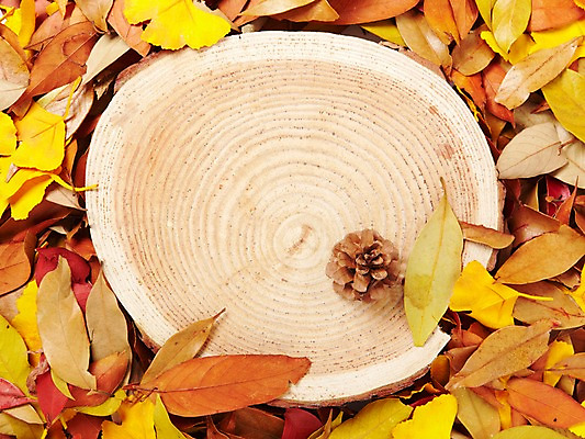 포토 JPG 스튜디오촬영 나무 식물 계절 백그라운드 컨셉 낙엽 잎 나뭇잎 실내 사람없음 하이앵글 가을 오브젝트 솔방울 나이테 국내포토 뷰포인트 내부 파일형식