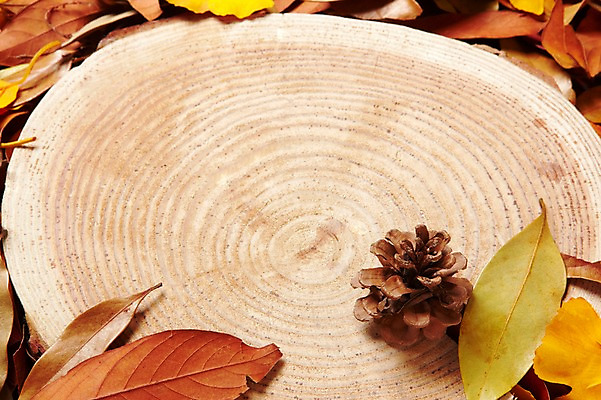 포토 JPG 스튜디오촬영 나무 식물 계절 백그라운드 컨셉 낙엽 잎 나뭇잎 실내 사람없음 하이앵글 가을 오브젝트 솔방울 나이테 국내포토 뷰포인트 내부 파일형식