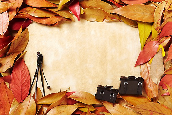 포토 JPG 스튜디오촬영 잡화 종이 백그라운드 컨셉 낙엽 잎 가방 실내 사람없음 하이앵글 가을 오브젝트 나이테 삼각대 가죽가방 촬영장비 국내포토 나무 식물 계절 뷰포인트 내부 도구 파일형식