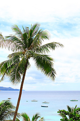 포토 JPG 주간 나무 식물 구름 해외풍경 해외 아시아 바다 여행 자연 하늘 휴가 열대 한그루 필리핀 풍경 해변 사람없음 야외 야자수 동남아시아 풀 보트 휴양지 보라카이 방카 선박 국내포토 자연요소 1 나라 수상교통 배_교통 장소 생태계 파일형식