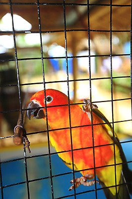 포토 JPG 주간 동물 한마리 해외풍경 해외 아시아 섬 여행 조류 휴가 열대 필리핀 풍경 사람없음 야외 아웃포커스 여름휴가 바캉스 동남아시아 나뭇가지 앵무새 새장 보라카이 잉꼬 철장 국내포토 자연요소 나무 1 나라 촬영기법 케이지 파일형식 여름_계절