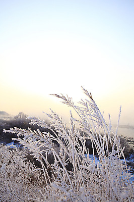 포토 JPG 주간 나무 식물 계절 설경 겨울 자연 한국 풍경 사람없음 야외 강 햇빛 노을 얼음 일몰 안개 눈 풀 신비 서리 강원도 상고대 춘천 살얼음 소양5교 소양강 수빙 국내포토 자연요소 아시아 컨셉 날씨 태양 다리_건축물 생태계 파일형식