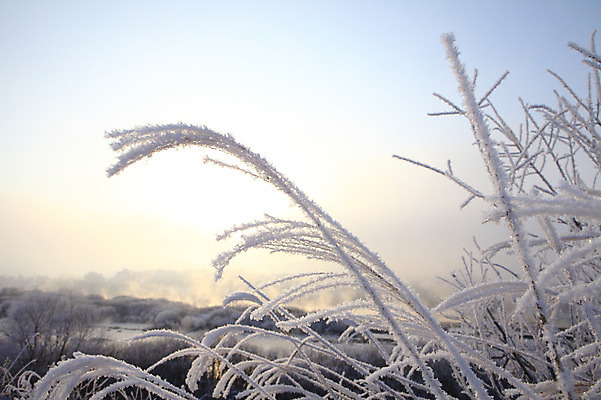 포토 JPG 주간 나무 식물 계절 설경 겨울 자연 한국 갈대 풍경 사람없음 야외 강 얼음 일몰 안개 눈 풀 신비 서리 강원도 상고대 춘천 살얼음 소양5교 소양강 수빙 국내포토 자연요소 아시아 컨셉 날씨 노을 다리_건축물 생태계 파일형식