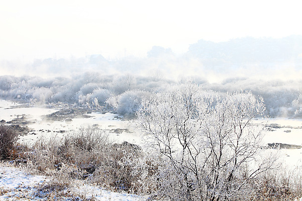포토 JPG 주간 나무 식물 계절 설경 겨울 자연 산 한국 갈대 풍경 사람없음 야외 강 얼음 안개 돌_바위 조약돌 바위 눈 풀 신비 서리 강원도 상고대 춘천 살얼음 소양5교 소양강 수빙 국내포토 자연요소 아시아 컨셉 날씨 다리_건축물 생태계 파일형식