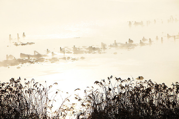 포토 JPG 주간 나무 식물 계절 겨울 자연 한국 갈대 풍경 사람없음 야외 강 햇빛 노을 일몰 안개 돌_바위 조약돌 바위 풀 신비 강원도 춘천 소양5교 소양강 국내포토 자연요소 아시아 컨셉 날씨 태양 다리_건축물 생태계 파일형식