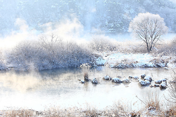 포토 JPG 주간 나무 식물 계절 설경 겨울 자연 한국 갈대 풍경 사람없음 야외 강 얼음 안개 돌_바위 조약돌 바위 눈 풀 신비 서리 강원도 상고대 춘천 살얼음 소양5교 소양강 수빙 국내포토 자연요소 아시아 컨셉 날씨 다리_건축물 생태계 파일형식