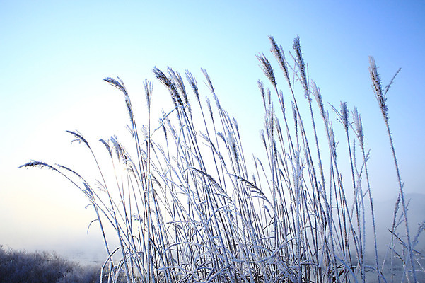 포토 JPG 주간 나무 식물 계절 설경 겨울 자연 한국 갈대 풍경 사람없음 야외 강 햇빛 노을 얼음 안개 눈 풀 신비 서리 강원도 상고대 춘천 살얼음 소양5교 소양강 수빙 국내포토 자연요소 아시아 컨셉 날씨 태양 다리_건축물 생태계 파일형식