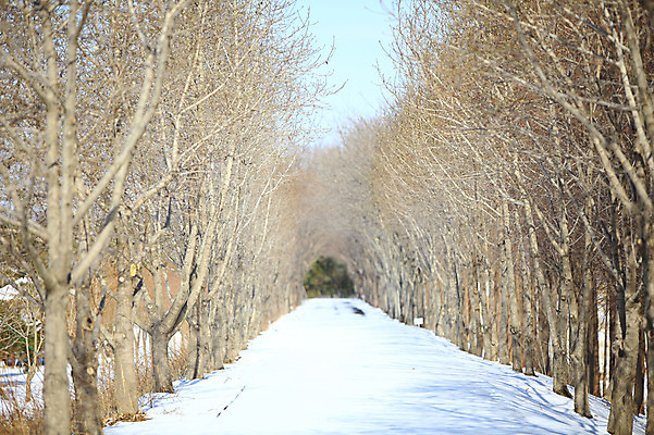 포토 JPG 주간 나무 식물 사계절 계절 선 설경 겨울 자연 한국 그림자 풍경 사람없음 야외 쌓기 눈 경상북도 국내포토 자연요소 아시아 모션 날씨 경상도 생태계 파일형식