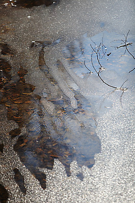 포토 JPG 주간 식물 사계절 계절 잎 겨울 자연 나뭇잎 한국 풍경 사람없음 야외 반짝임 햇빛 반사 얼음 수중 풀 차가움 살얼음 수중사진 국내포토 자연요소 아시아 모션 태양 생태계 파일형식