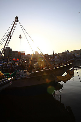 포토 JPG 주간 동물 건축물 교통수단 바다 여러마리 자연 갈매기 하늘 한국 풍경 사람없음 야외 건물 햇빛 마을 일출 노을 일몰 비행 어선 경상남도 통영 남해 여러척 선박 국내포토 자연요소 건축 아시아 다수 교통 수상교통 배_교통 조류 태양 경상도 생태계 파일형식