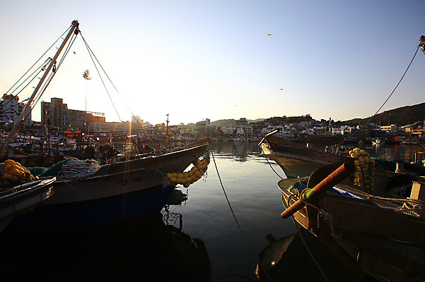 포토 JPG 주간 동물 건축물 교통수단 바다 여러마리 자연 갈매기 하늘 한국 풍경 사람없음 야외 건물 햇빛 마을 일출 노을 일몰 비행 어선 경상남도 통영 남해 여러척 선박 국내포토 자연요소 건축 아시아 다수 교통 수상교통 배_교통 조류 태양 경상도 생태계 파일형식