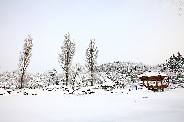 포토 JPG 주간 나무 식물 한국문화 전통 사계절 계절 건축 전통문화 고건축 설경 겨울 자연 산 한국 풍경 사람없음 야외 관광지 눈 경주 경상북도 정자 보문단지 보문정 국내포토 자연요소 동양문화 건축물 아시아 문화 여행 날씨 경주_경상북도 경상도 생태계 파일형식