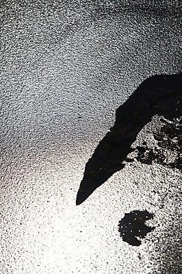 포토 JPG 주간 식물 사계절 계절 잎 겨울 자연 나뭇잎 한국 풍경 사람없음 야외 반짝임 햇빛 반사 얼음 수중 풀 차가움 살얼음 수중사진 국내포토 자연요소 아시아 모션 태양 생태계 파일형식