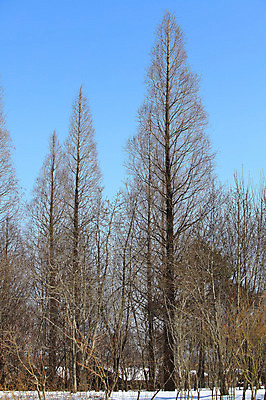 포토 JPG 주간 나무 식물 계절 겨울 자연 하늘 여러그루 풍경 사람없음 야외 나뭇가지 눈 숲 국내포토 자연요소 다수 날씨 생태계 파일형식