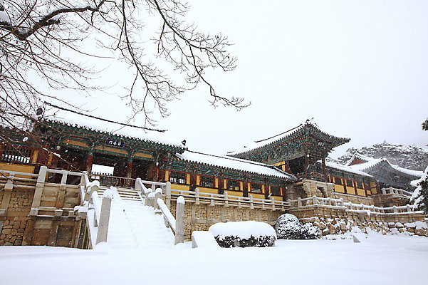 포토 JPG 주간 나무 식물 한국문화 한국전통 전통 시설물 건축물 사계절 계절 건축 종교 전통문화 여행 고건축 설경 겨울 불교 종교건축 자연 종교시설 한국 기와 풍경 사람없음 야외 관광지 쌓기 계단 세계문화유산 문화재 눈 경주 사찰 사원 경상북도 경상도 기와지붕 불국사 돌계단 눈발 눈내림 국내포토 자연요소 동양문화 아시아 문화 비즈니스 모션 지붕 날씨 눈_날씨 돌_바위 시설 생태계 랜드마크 파일형식