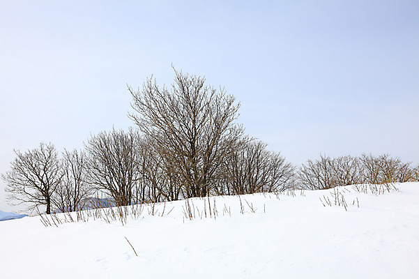 포토 JPG 주간 나무 식물 사계절 계절 설경 겨울 자연 산 한국 풍경 사람없음 야외 물 눈 정상 산등성이 강원도 겨울산 대관령 선자령 국내포토 자연요소 아시아 날씨 생태계 파일형식