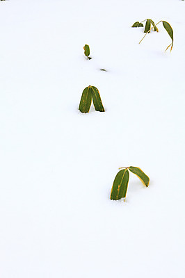 포토 JPG 주간 식물 사계절 백그라운드 설경 겨울 자연 한국 풍경 사람없음 야외 쌓기 설원 나뭇가지 눈 풀 강원도 눈길 대관령 선자령 국내포토 자연요소 나무 계절 아시아 길 모션 날씨 눈_날씨 생태계 파일형식