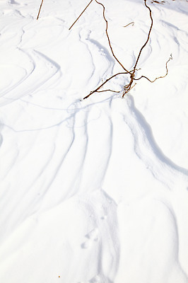 포토 JPG 주간 식물 사계절 계절 백그라운드 설경 겨울 곡선 자국 자연 한국 풍경 사람없음 야외 쌓기 설원 흐름 나뭇가지 눈 강원도 눈길 대관령 선자령 국내포토 자연요소 나무 아시아 길 선 컨셉 모션 날씨 눈_날씨 생태계 파일형식