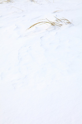 포토 JPG 주간 식물 사계절 백그라운드 설경 겨울 곡선 자국 자연 한국 풍경 사람없음 야외 쌓기 설원 흐름 나뭇가지 눈 풀 강원도 눈길 대관령 선자령 국내포토 자연요소 나무 계절 아시아 길 선 컨셉 모션 날씨 눈_날씨 생태계 파일형식
