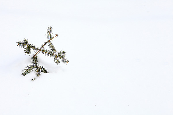 포토 JPG 주간 식물 사계절 백그라운드 설경 겨울 자연 한국 풍경 사람없음 야외 쌓기 설원 나뭇가지 눈 풀 강원도 침엽수 눈길 전나무 대관령 선자령 국내포토 자연요소 나무 계절 아시아 길 모션 날씨 눈_날씨 생태계 파일형식