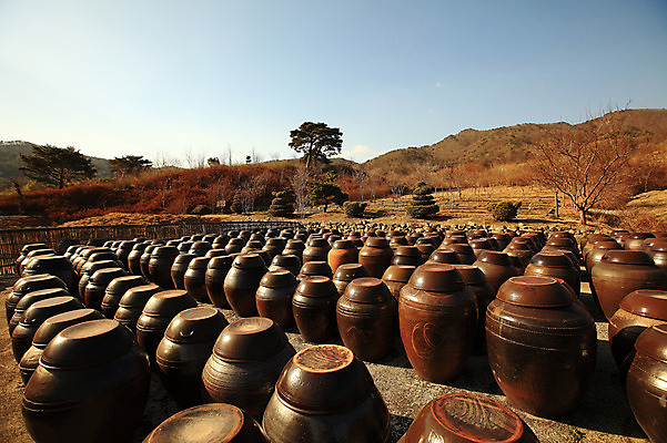 포토 JPG 주간 나무 식물 한국문화 한국전통 전통 그릇 선 줄 생활용품 다수 자연 산 한국 그림자 풍경 사람없음 야외 햇빛 여러개 나뭇가지 시골 항아리 용기 풀 경상도 경상남도 보관함 양산 토기 저장고 서운암 국내포토 자연요소 동양문화 식기 아시아 태양 도자기 용기_그릇 오브젝트 생태계 통도사 파일형식