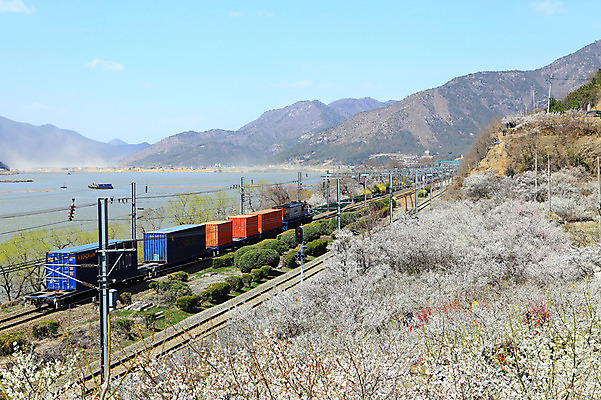 포토 JPG 주간 식물 구름 계절 자연 하늘 산 한국 풍경 사람없음 야외 강 봄풍경 봄 기찻길 경상남도 매화 매화나무 매화마을 매화축제 순매원 화물기차 선박 철도의날 국내포토 자연요소 나무 꽃 아시아 수상교통 기차 경상도 생태계 광양 꽃축제 파일형식 법정기념일