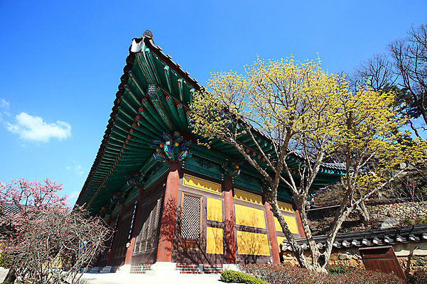 포토 JPG 주간 나무 식물 구름 한국문화 한국전통 전통 시설물 건축물 계절 종교 전통문화 고건축 불교 종교건축 자연 종교시설 하늘 산 한국 돌담 기와 풍경 사람없음 야외 건물 담장 봄풍경 봄 사찰 사원 경상도 경상남도 매화 양산 기와지붕 매화나무 홍매화 통도사 국내포토 양산시 자연요소 동양문화 건축 꽃 아시아 문화 비즈니스 지붕 돌_바위 시설 생태계 파일형식 양산_지역