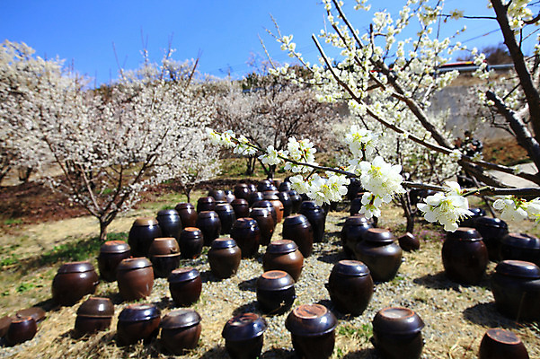 포토 JPG 주간 나무 식물 구름 한국문화 한국전통 전통 그릇 계절 선 줄 생활용품 다수 자연 하늘 한국 그림자 풍경 사람없음 야외 햇빛 여러개 봄풍경 봄 시골 항아리 용기 풀 경상도 경상남도 보관함 매화 양산 토기 저장고 매화나무 순매원 국내포토 자연요소 동양문화 식기 꽃 아시아 태양 도자기 용기_그릇 오브젝트 생태계 파일형식