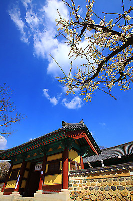 포토 JPG 주간 나무 식물 구름 한국문화 한국전통 전통 시설물 건축물 계절 종교 전통문화 고건축 불교 종교건축 자연 종교시설 하늘 한국 돌담 기와 풍경 사람없음 야외 건물 담장 봄풍경 봄 사찰 사원 경상도 경상남도 매화 양산 기와지붕 매화나무 부적 통도사 국내포토 양산시 자연요소 동양문화 건축 꽃 아시아 문화 비즈니스 지붕 돌_바위 시설 생태계 파일형식 양산_지역