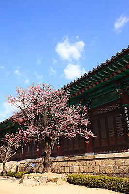 포토 JPG 주간 나무 식물 구름 한국문화 한국전통 전통 시설물 건축물 계절 종교 전통문화 고건축 불교 종교건축 자연 종교시설 하늘 한국 돌담 기와 기와집 그림자 풍경 사람없음 야외 건물 봄풍경 봄 사찰 사원 풀 경상도 경상남도 매화 양산 기와지붕 매화나무 홍매화 통도사 국내포토 양산시 자연요소 동양문화 건축 꽃 아시아 문화 비즈니스 지붕 한옥 담장 돌_바위 시설 생태계 파일형식 양산_지역