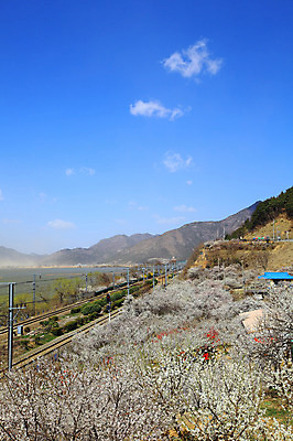 포토 JPG 주간 식물 구름 계절 자연 하늘 산 한국 풍경 사람없음 야외 강 마을 봄풍경 봄 기찻길 뭉게구름 경상남도 매화 매화나무 매화마을 매화축제 순매원 철도의날 국내포토 자연요소 나무 꽃 아시아 경상도 생태계 광양 꽃축제 파일형식 법정기념일 구름_자연
