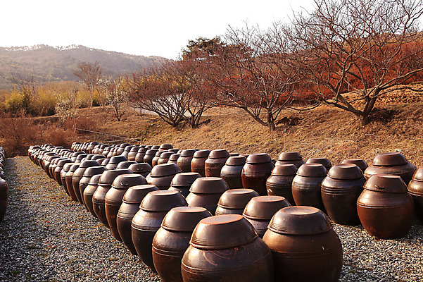 포토 JPG 주간 나무 식물 한국문화 한국전통 전통 그릇 선 줄 생활용품 다수 자연 산 한국 그림자 풍경 사람없음 야외 햇빛 여러개 나뭇가지 시골 항아리 용기 풀 경상도 경상남도 보관함 양산 토기 저장고 서운암 국내포토 자연요소 동양문화 식기 아시아 태양 도자기 용기_그릇 오브젝트 생태계 통도사 파일형식